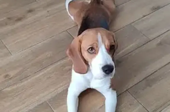 Потерянные животные Ковров, фото: Пропала собака, улица Мартынова, 32, Ковров - испугалась и убежала