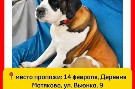 Пропала собака, девочка сенбернар, ул. Вьюнка, Мотяково - photo