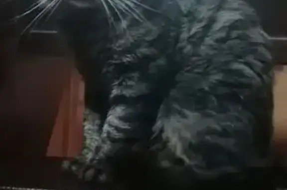 Пропал кот, Раменский - серый с полосками, мордочка рыжая - photo