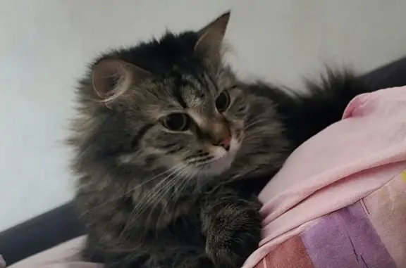 Пропала кошка, Тепловой переулок, Ярославль - домашняя, не гуляла - photo