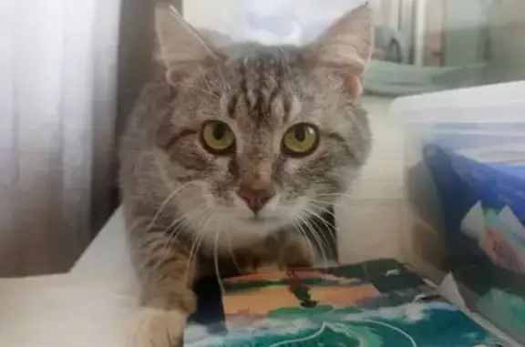 Найденные животные Череповец, фото: Найдена кошка, мужской пол, улица Годовикова, 2, Череповец