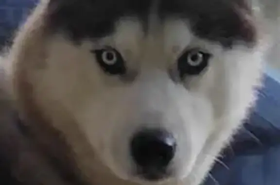 Пропала собака хаски, Проекторная улица, 33, Орёл - кличка Майк - photo