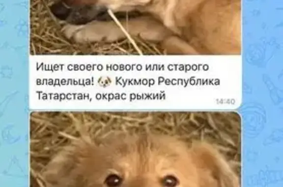 Найдена собака, Кукмор, фото: Найден собака, Кукмор, Татарстан - мужской
