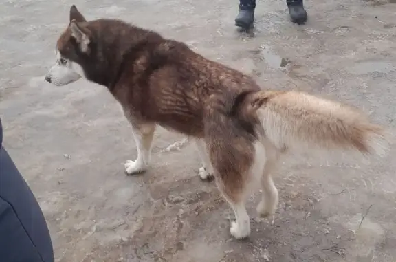 Найденные животные Рославль, фото: Найден собака, улица Пушкина, 49, Рославль - коричневый хаски