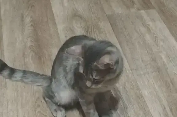 Объявления о пропавших и найденных животных, Новокузнецк, фото: Найдена кошка, улица 40 лет ВЛКСМ, 25, Новокузнецк - ласковая и общительная