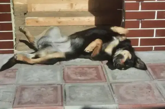 Пропала собака, женский пол, улица Олега Кошевого, 12, Волжский - чёрная с подпалинами - photo