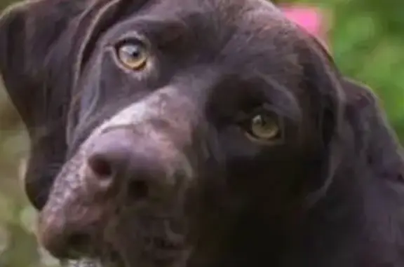 Пропал собака, Шоссейная улица, Ростов-на-Дону - порода курцхаар, кличка Мухтар - photo