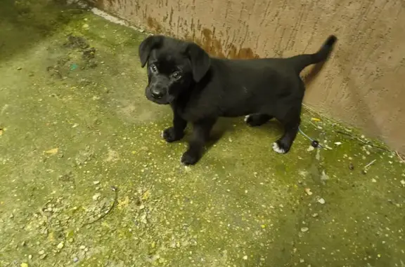 Найдена собака, Новороссийск, фото: Найдена собака, Курская улица, 39, Новороссийск - чёрная девочка лабрадор