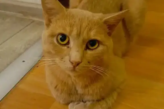 Найдена кошка, Истра, фото: Найдена кошка, улица ЭХ Большевик, Истра - тёмно-фиолетовый ошейник