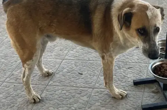 Пропал собака, Мачтовый переулок, Глебовское - три лапы - photo