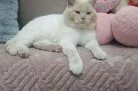 Пропал кот, улица Кирова, 55, Первомайский - британец, кремовый окрас - photo