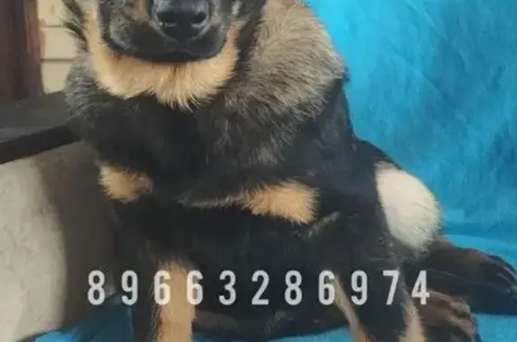 Пропала собака, улица Борисовские Пруды, 34 к1, Москва - щенок в розовом ошейнике - photo