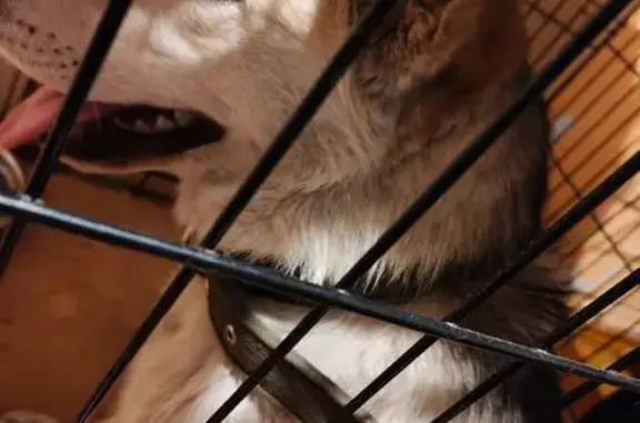 Объявления о пропавших и найденных животных, Красноярск, фото: Найден собака, мужской, сквер Юдина на Каче, Красноярск