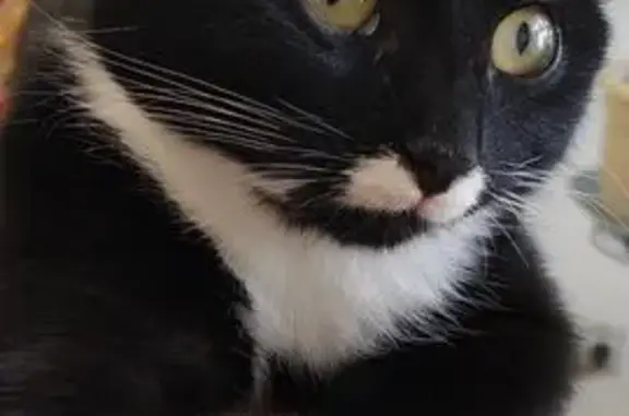 Пропала кошка, улица Полиграфистов, 21, Чехов - черно-белая с белым бантиком - photo