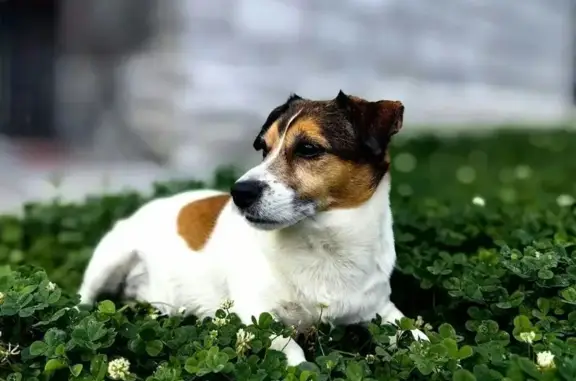 Пропала собака, бульвар Луначарского, 4, Тольятти - Джек Рассел терьер, белый с рыжими пятнами - photo