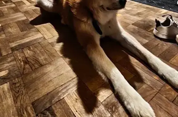 Пропал собака, мужской, Советская улица, 109, Кострома - рыжий и немного белый - photo