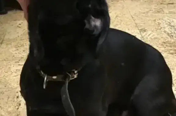 Найдена собака, Краснообск, фото: Найдена собака, Краснообск, Новосибирская область - ухоженная и умная