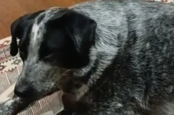 Пропала собака, девочка по кличке Джусси, улица Любови Шевцовой, 34, Ульяновск - photo