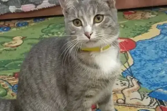 Пропала кошка, 4-я Поперечная улица, 38А, Саратов - желтый ошейник - photo