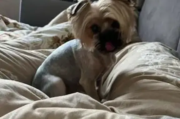 Пропала собака, Острогожская улица, 168У, Воронеж - украли по адресу - photo