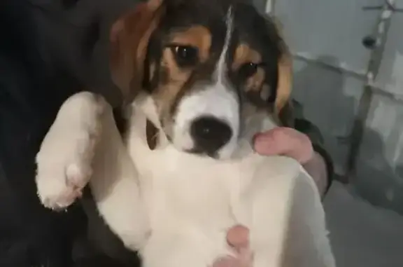 Объявления о пропавших и найденных животных, Казань, фото: Найдена собака, женский пол, Полевая улица, 12, Казань - щенок, красный ошейник