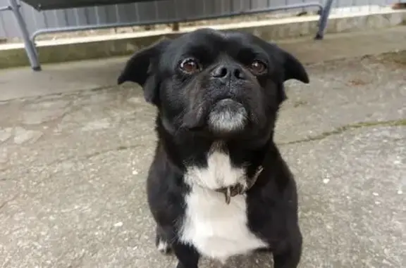 Пропала собака, Почтовая улица, 298, Краснодар - photo