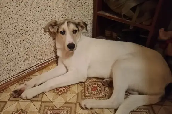 Пропал собака, мужской, Ливенская улица, 21, городской округ Орёл - белый с чёрными пятнами - photo