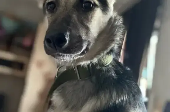 Пропала собака, женский пол, улица Ломоносова, Великий Новгород - сорвалась с ошейника - photo