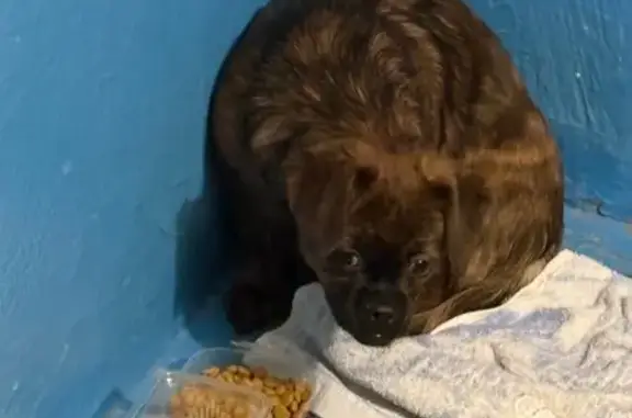 Объявления о пропавших и найденных животных, Ульяновск, фото: Найдена собака, улица Пушкарёва, 68, Ульяновск - запуганная