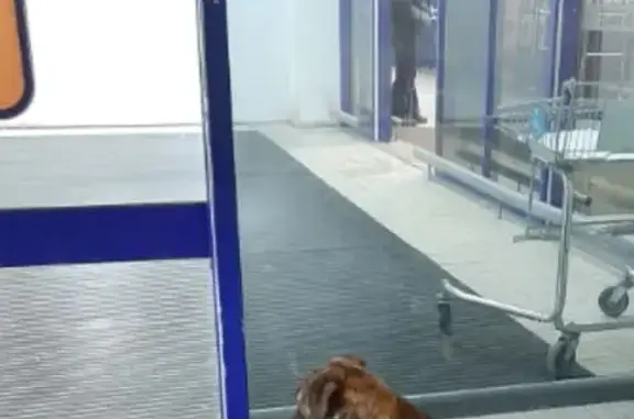 Объявления о пропавших и найденных животных, Липецк, фото: Найден щенок амстаффа, улица Неделина, городской округ Липецк