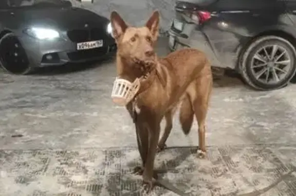 Найдена собака, Самара, фото: Найдена собака, женский пол, улица Блюхера, 24, Самара