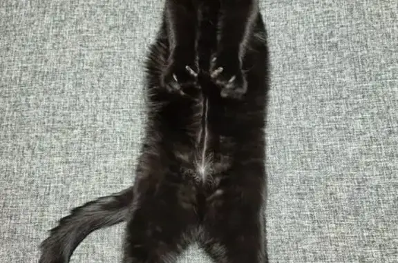 Кошки потеряшки, Москва, фото: Потеряшка кот, 3-й Павелецкий проезд, 11А, Москва - чёрный, кастрированный