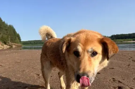 Пропала собака, Чаячий проезд, 15, Северодвинск - ошейник с номером телефона - photo