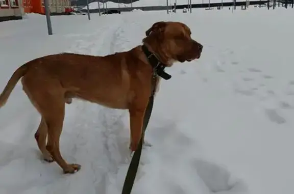 Найдена собака, Балашиха, фото: Найден собака, Щёлковское шоссе, 174А, Балашиха - метис родезийского риджбека