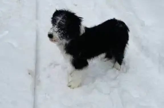 Найдена собака, Изобильное, фото: Найден собака, 27К-082, Изобильное - бегает в лесу