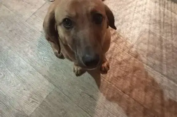 Объявления о пропавших и найденных животных, Анахина, фото: Найден собака, Молодёжная улица, Рассыльная, Анахина - рыжий окрас, хвост обрублен