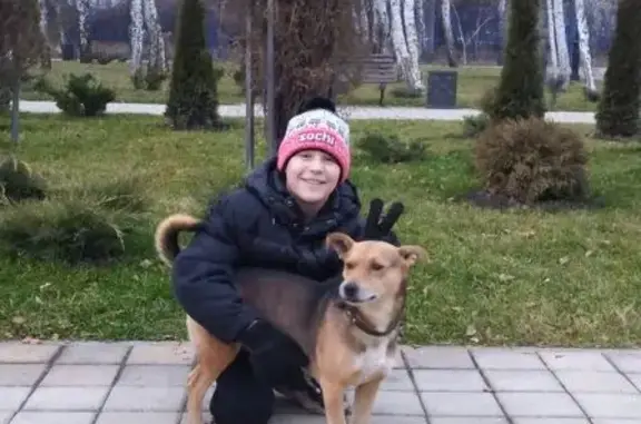 Пропал собака, Огородная улица, 54/1, хутор Ленина - родинка над правой бровью - photo