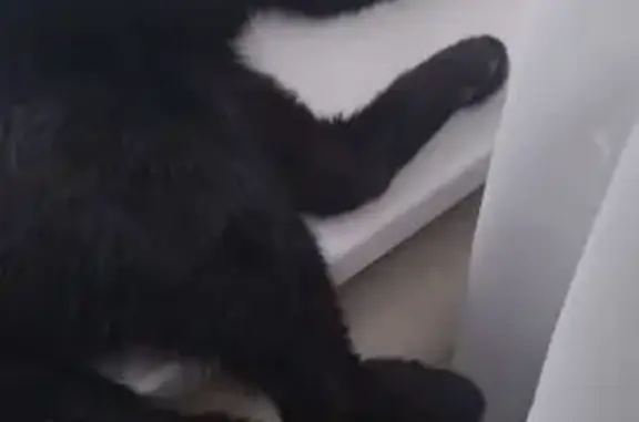 Пропал кот, Комсомольский бульвар, 65, Каменск-Уральский - чёрный с белым пятном - photo