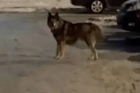 Найдена собака, Санкт-Петербург, фото: Найдена собака с ошейником, Пулковское шоссе, 42 к6 с1, Санкт-Петербург