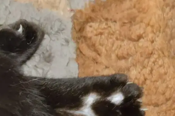 Найдена кошка, Краснодар, фото: Найден кот, Средняя улица, Краснодар - проблемы с задними ногами