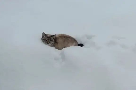 Объявления о пропавших и найденных животных, Медведево, фото: Найдена кошка, Советская улица, 9, Медведево - окрас похож на сиамскую