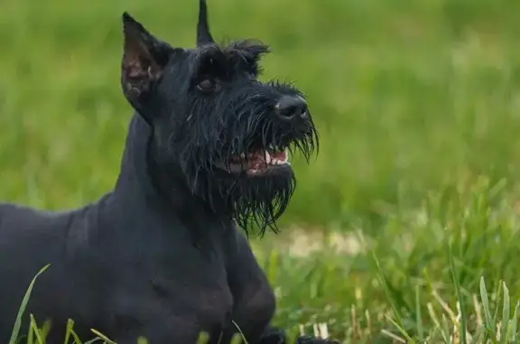 Собаки потеряшки, Санкт-Петербург, фото: Потеряшка собака, Парашютная улица, 54, Санкт-Петербург - ризеншнауцер, чёрного цвета