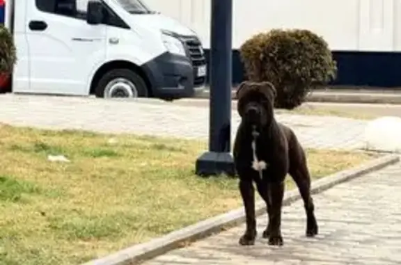 Объявления о пропавших и найденных животных, Краснодар, фото: Найдена собака, улица Садовое Кольцо, Краснодар - потерянная, боится людей