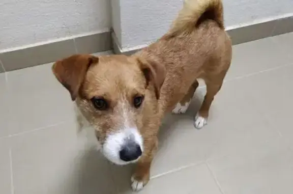 Найдена собака, Корнево, фото: Найден собака, Дорога Жизни, Романовское сельское поселение