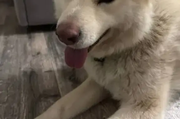 Найденные животные Казань, фото: Найдена собака, Тэцевская улица, 4В, Казань - чистая с ошейником