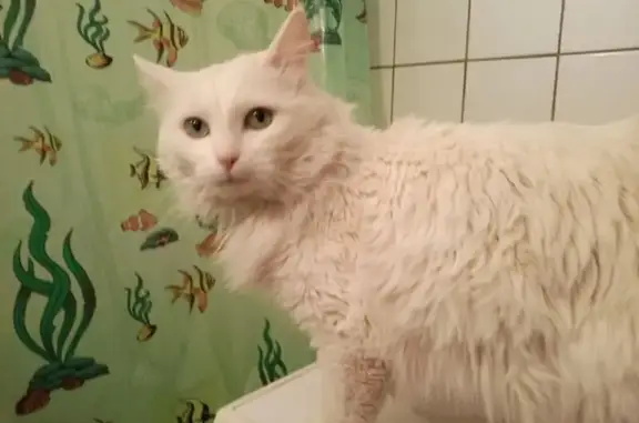 Пропал кот, Московская область, Какузево - белый кот Фаразон - photo