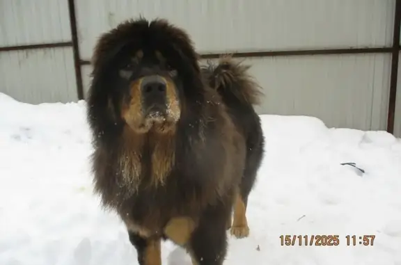 Потерянные животные Новосибирск, фото: Пропала собака, женский пол, улица Молодости, 150, Новосибирск - тибетский мастиф
