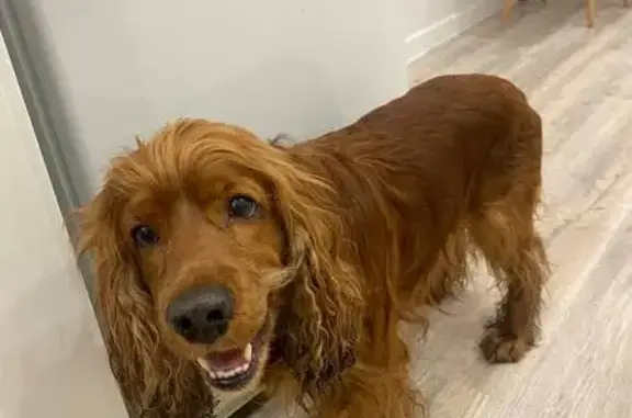 Найдена собака, Новосибирск, фото: Найден собака, улица Шмидта, 1, Новосибирск - в комбинезоне