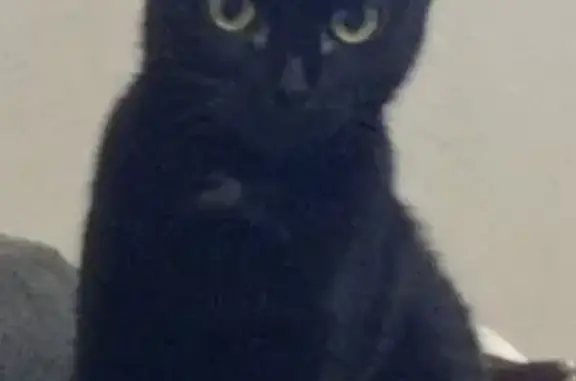 Пропала кошка, улица Николая Чумичова, 127, Белгород - взрослая вислоухая серого окраса - photo