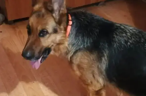 Пропала собака, переулок Мира, 16, Старый Оскол - photo